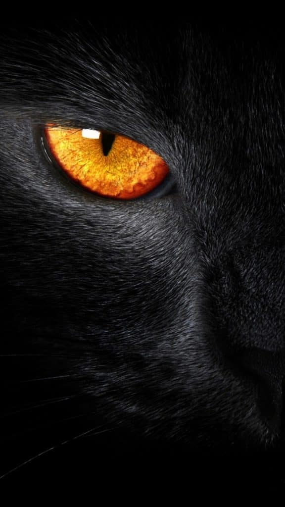 Fond d'écran d'un oeil de chat noir