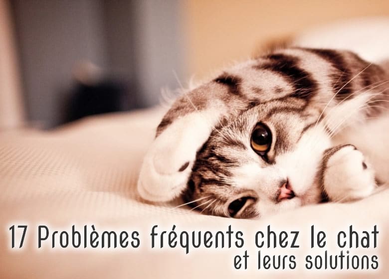 Les problèmes récurrents avec les chat et les solutions