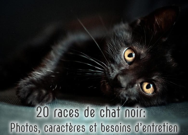 20 races de chat noir: Comparer photos, caractères et besoin d'entretien