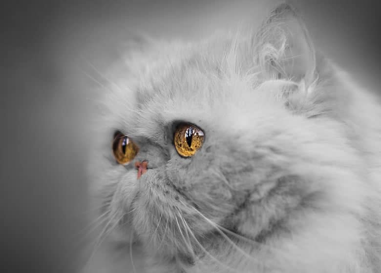 Chat persan d'exposition gris aux yeux dorés