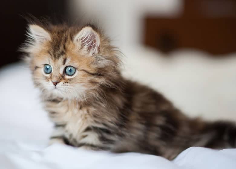 Adorable petit chaton persan tabby prix