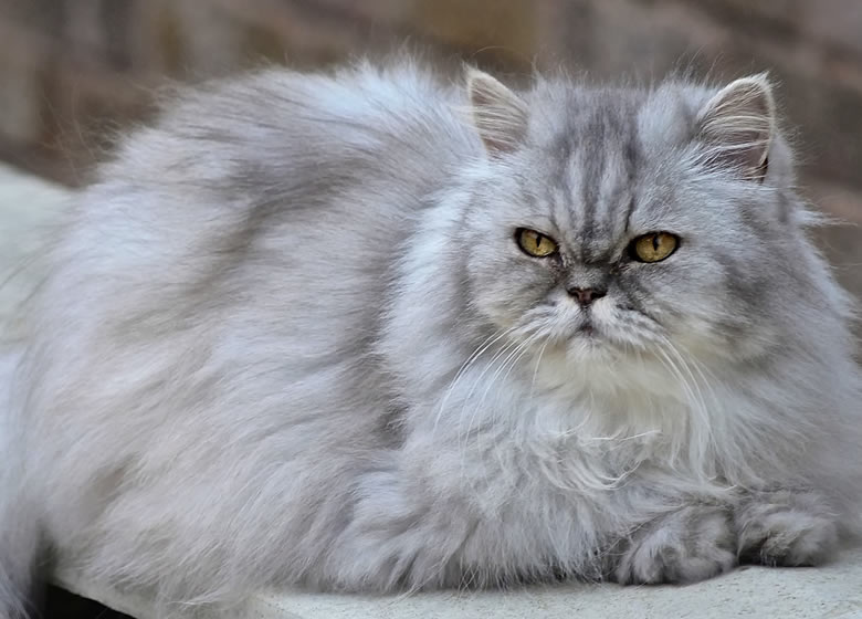 Magnifique chat persan gris entretien