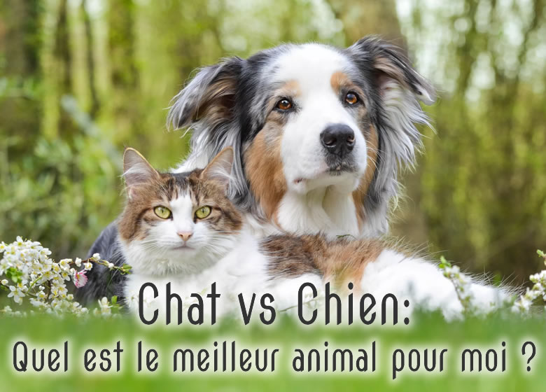 Chat Vs Chien Quel Est Le Meilleur Animal Pour Moi Monchat Ca