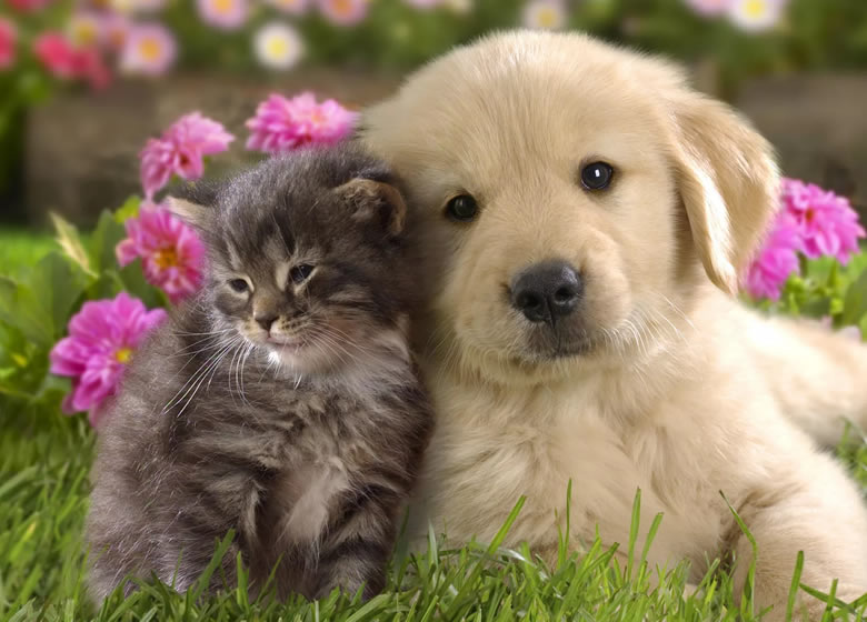 un adorable chaton avec un mignon chiot