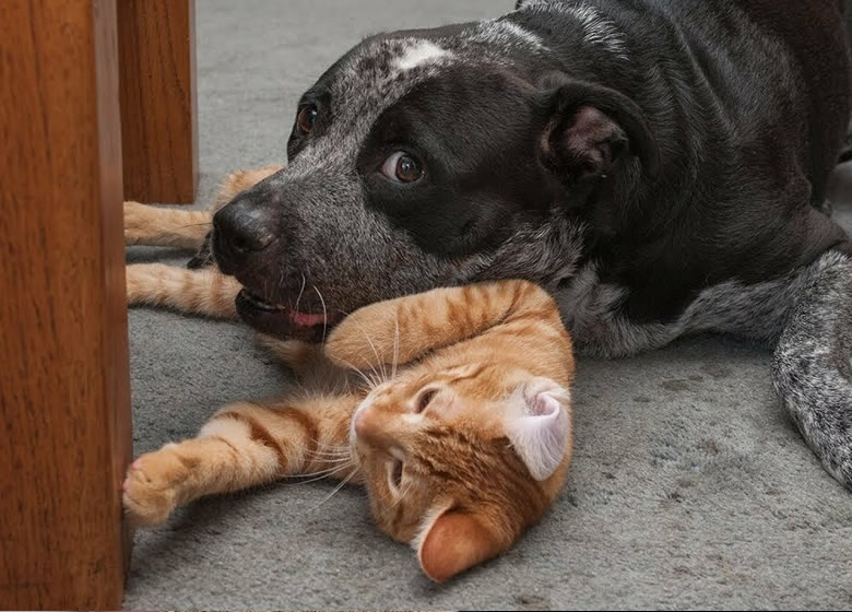 Un chat et un chien dans un petit espace