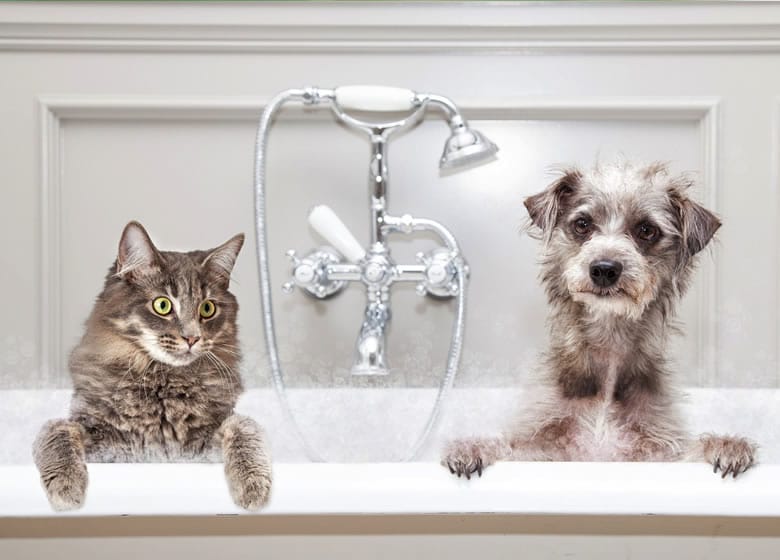 Toilettage et entretien du chien et du chat: deux animaux dans un bain