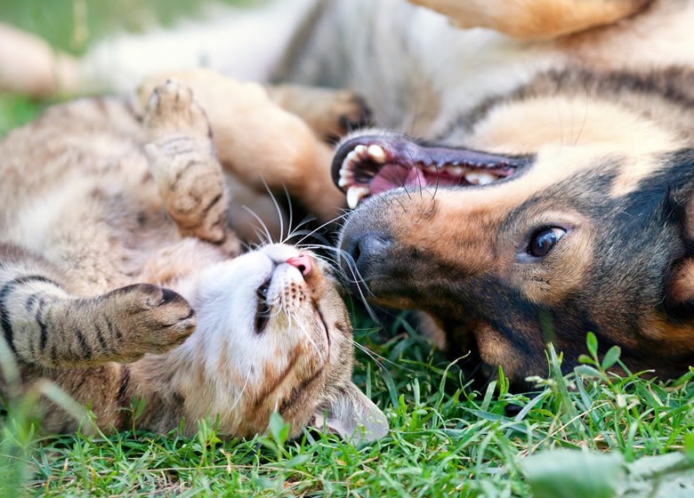 Un chat et un chien couché sur le gazon