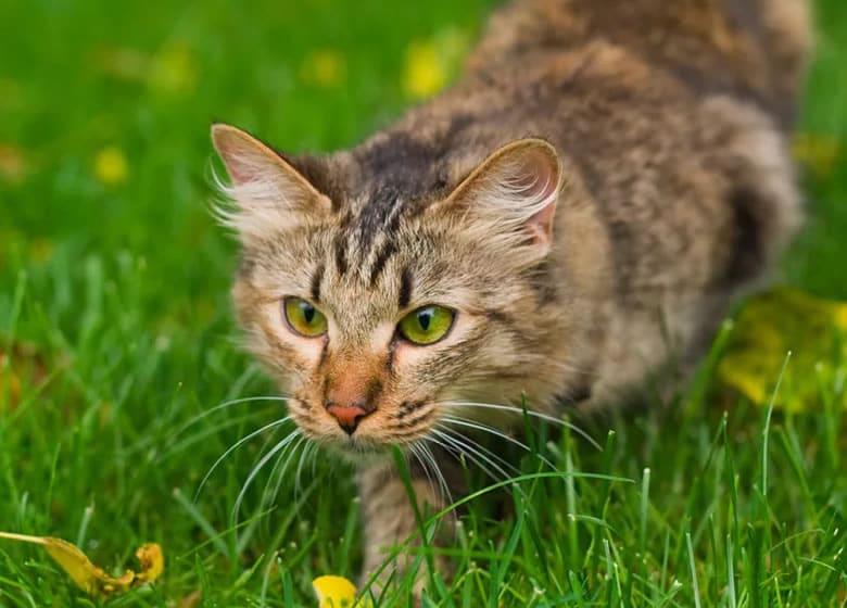 Un chat entrain de chasser et guetter sa proie