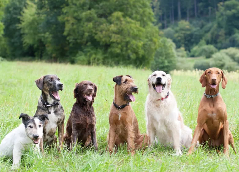 Une meute de chien