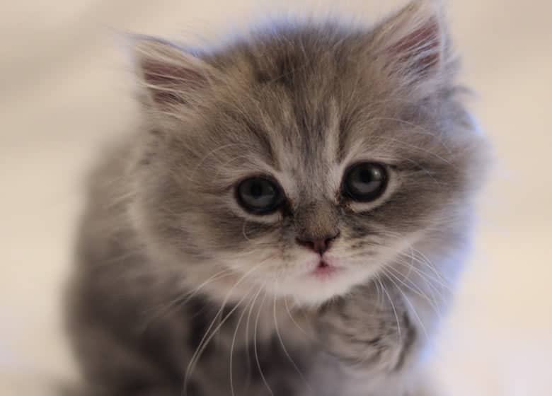 Adorable petit chaton persan gris et blanc
