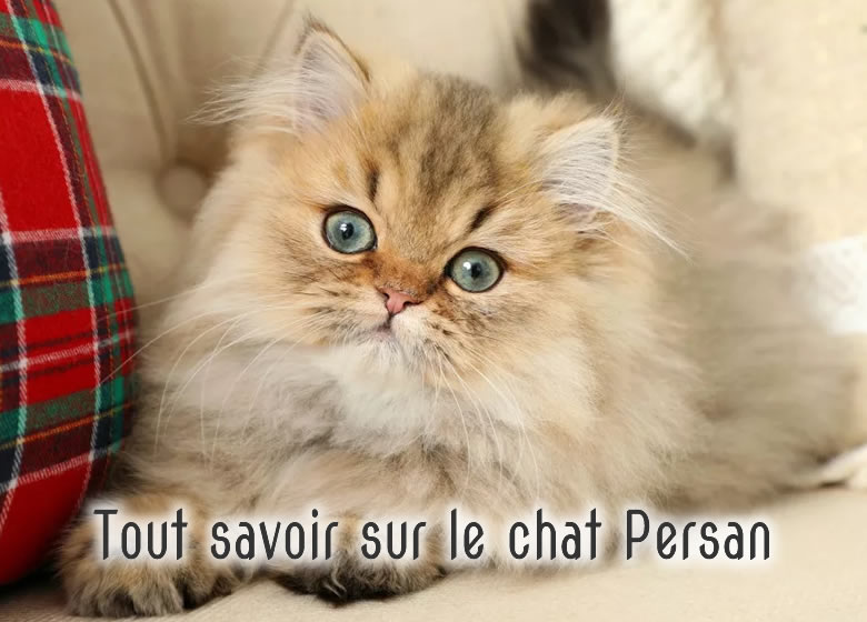 Apprendre tout sur le chat persan