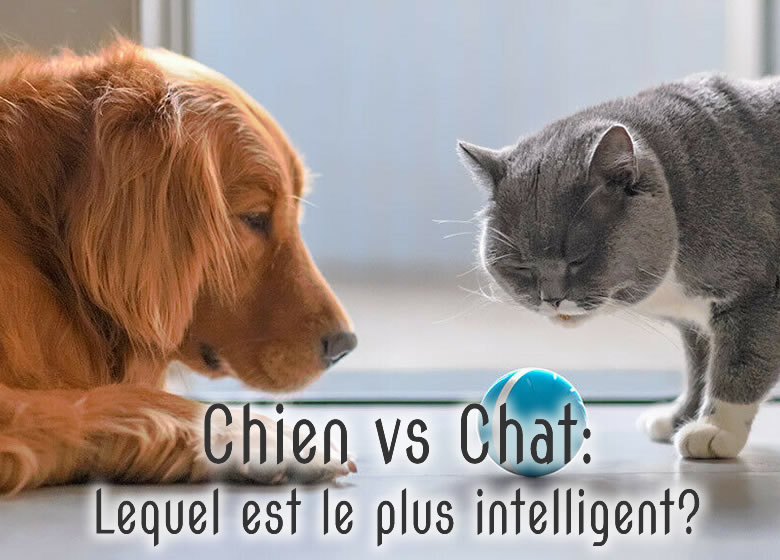 Chien Vs Chat Lequel Est Le Plus Intelligent Monchat Ca