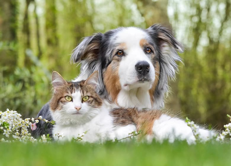 Un beau chien et beau chat docile