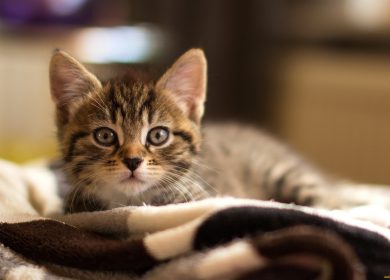 Fond d'écran d'un magnifique petit chaton Bengal