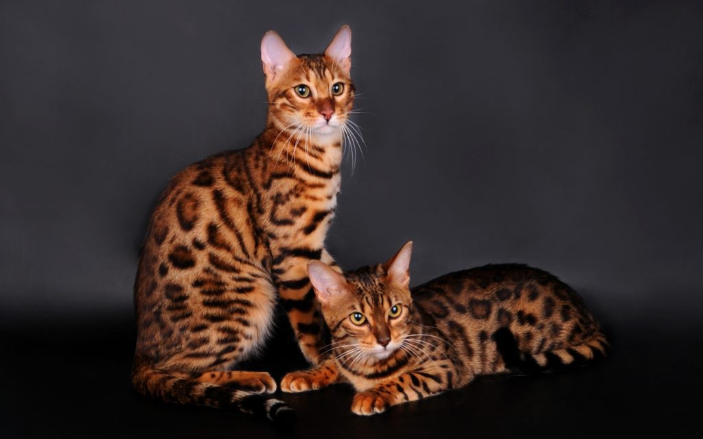 Fond d'écran de deux chats Bengal léopard