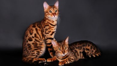 Fond d'écran de deux chat Bengal léopard
