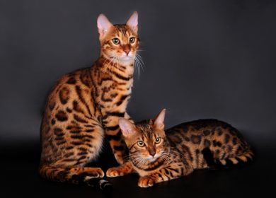Fond d'écran de deux chat Bengal léopard
