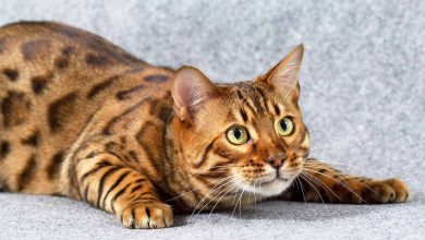 Fond d'écran d'un magnifique chat Bengal léopard