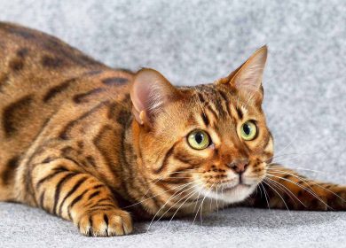 Fond d'écran d'un magnifique chat Bengal léopard