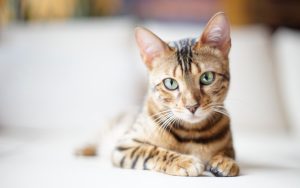 Fond d'écran d'un beau chat de Bengal sur un lit