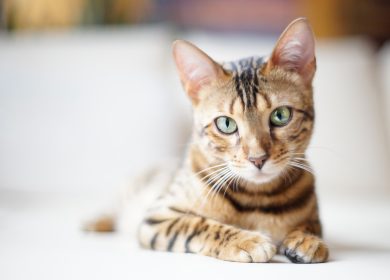 Fond d'écran d'un beau chat de Bengal sur un lit