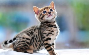 Fond d'écran d'un joli chaton de Bengal