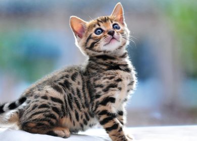 Fond d'écran d'un joli chaton de Bengal