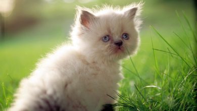 Fond d'écran d'un petit chaton persan blanc dans le jardin