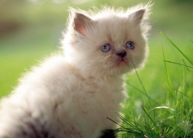 Fond d'écran d'un petit chaton persan blanc dans le jardin