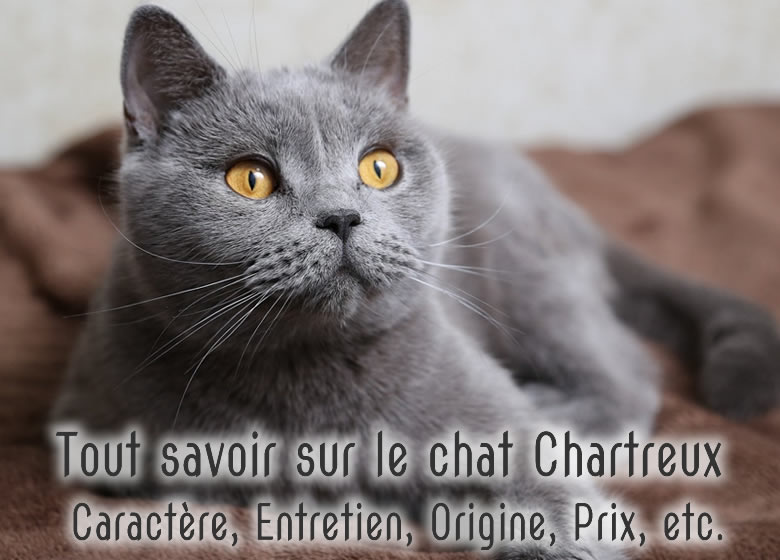 Chartreux: tout savoir sur cette race de chat