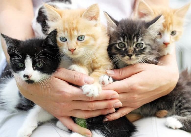 Mignons petits chatons en adoption