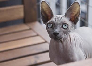 Chat Sphynx gris sur une terrasse