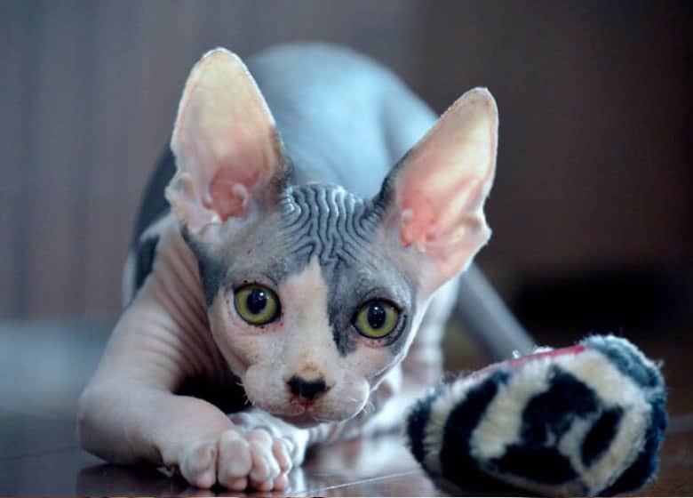 Le comportement du chat Sphynx