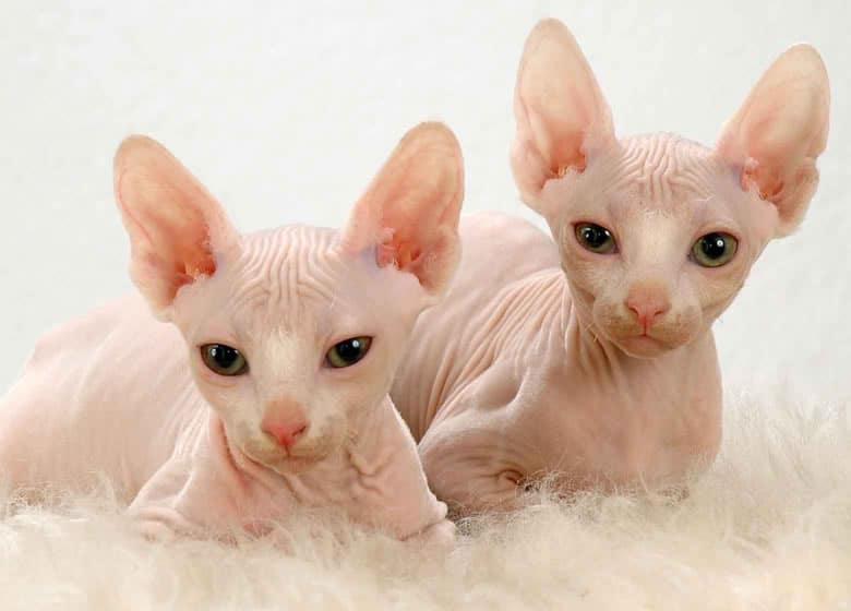 Deux mignons chatons Sphynx