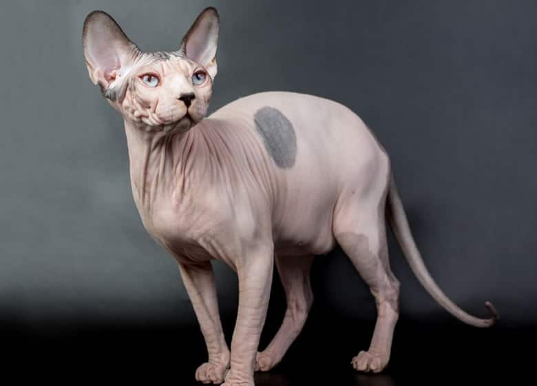 Un chat Sphynx adulte sur un fond gris