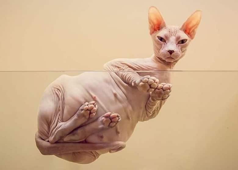 Vue inhabituelle d'un chat Sphynx prise sous une table en verre