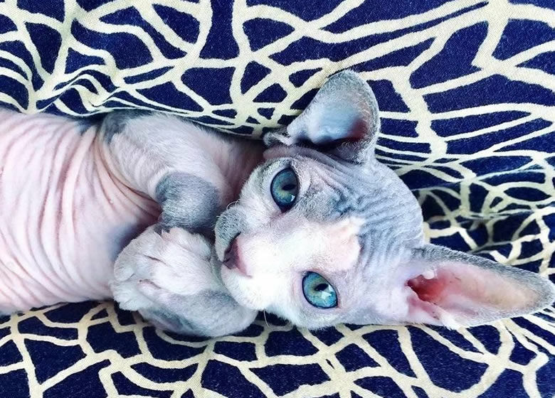 Adorable chaton Sphynx étendu sur le dos