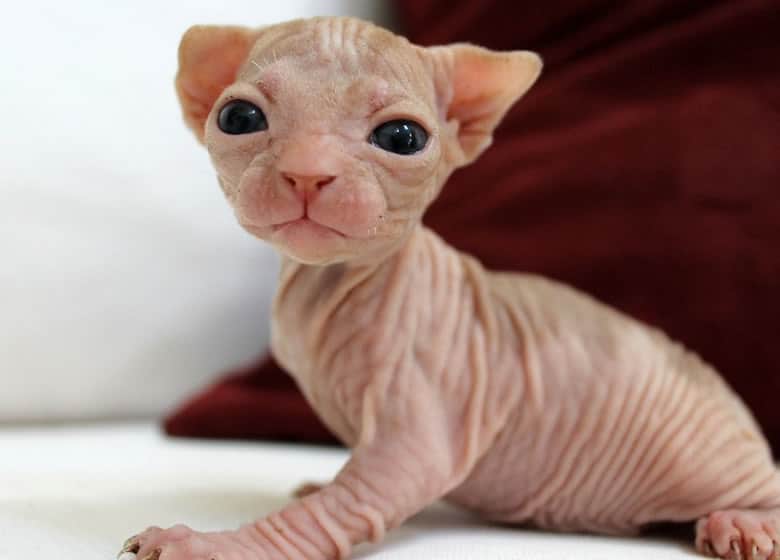 Joli petit bébé chat Sphynx