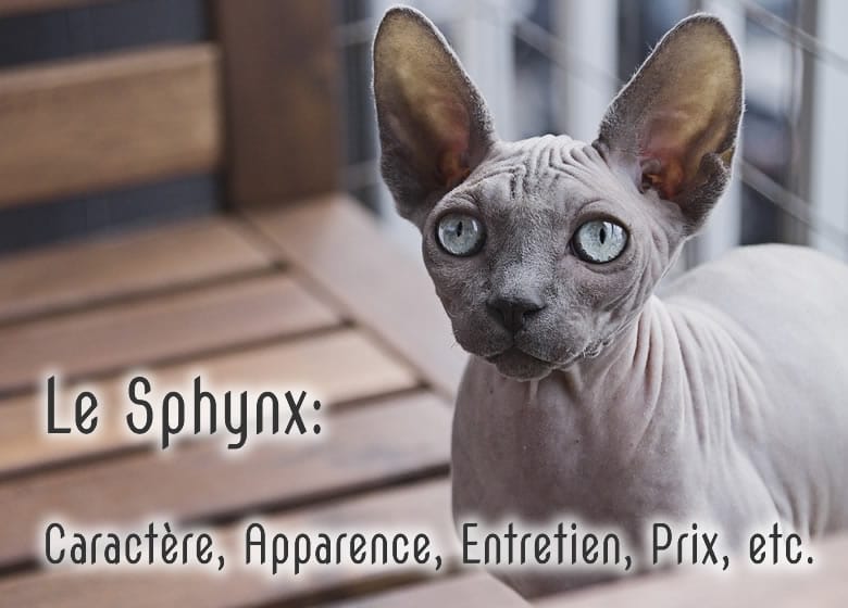 Tout savoir sur le chat Sphynx