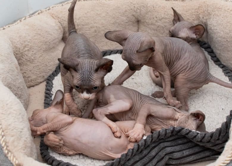 Plusieurs adorables chatons Sphynx