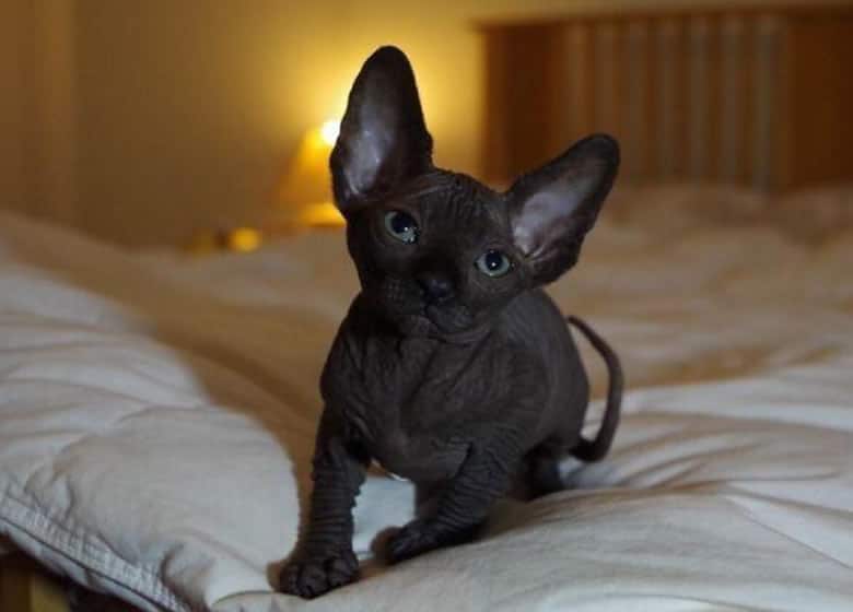 Joli chaton Sphynx noir sur un lit