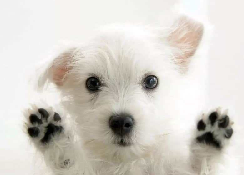 Joli petit chien en adoption