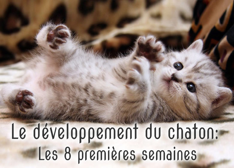 La croissance du chaton, semaine par semaine