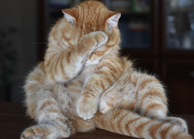 Un chat honteux de pèter