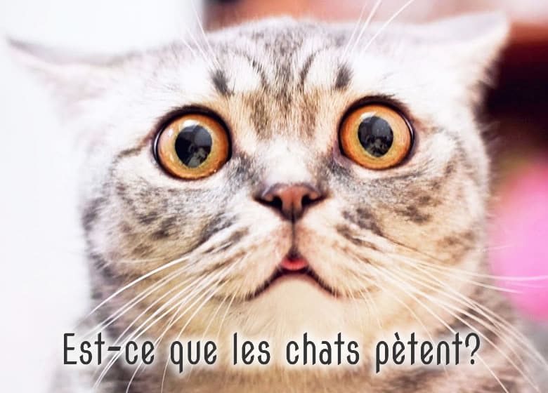 Les chats pètent-il? Ce chat en a honte!