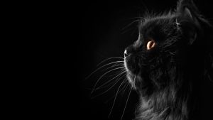 Fond d'écran d'un chat noir de profil sur un fond noir