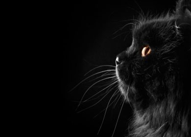Fond d'écran d'un chat noir de profil sur un fond noir