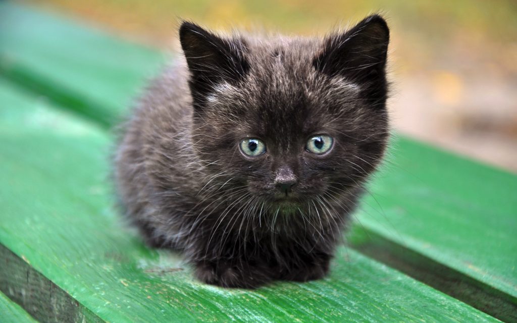 Fond d'écran d'un mignon petit chaton sur un banc de bois