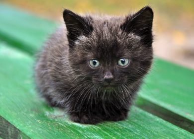 Fond d'écran d'un mignon petit chaton sur un banc de bois