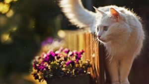 Fond d'écran 4k d'un joli chat blanc Angora Turc dans un jardin